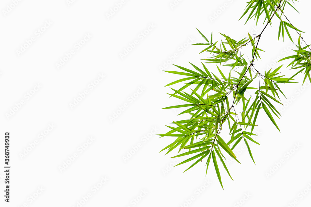 Fototapeta premium Bamboo leaves on a white background.