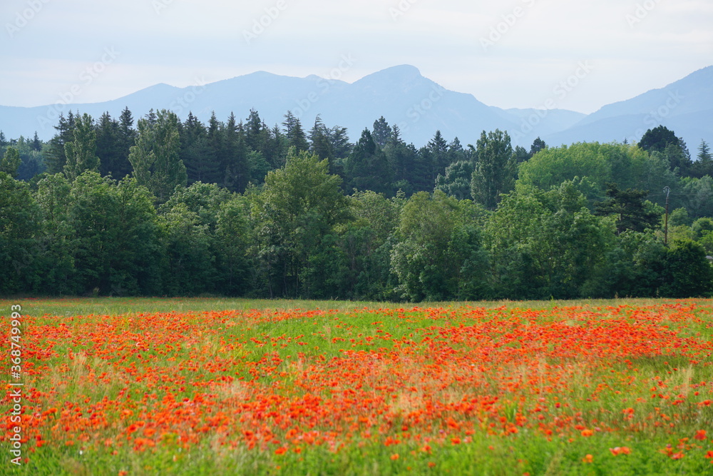 red poppy field in the mountains in france