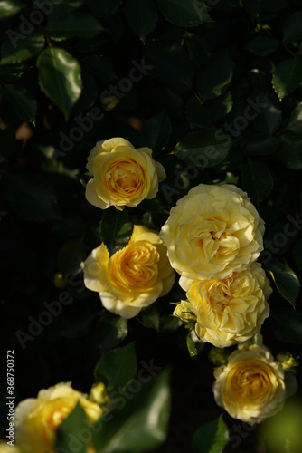 Yellow Flower of Rose 'Sunlight Romantica' in Full Bloom 