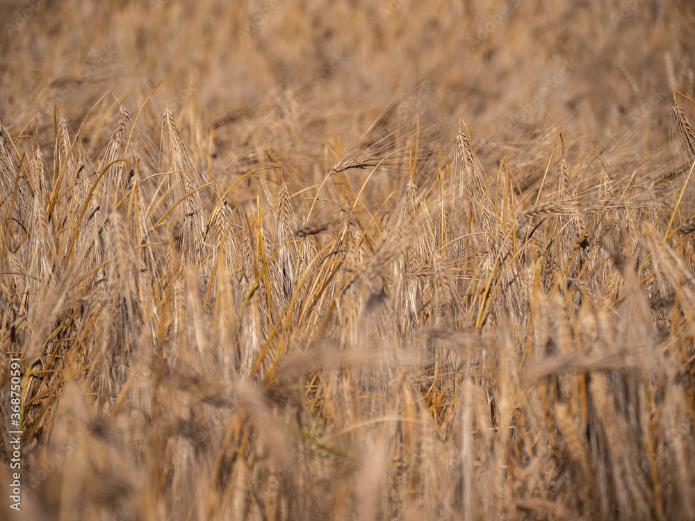Fototapeta premium Selective focus of yellow barley in golden meadow