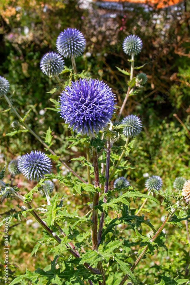 Chardons bleus, azurite, en gros plan Chardons bleus, azurite, en gros plan