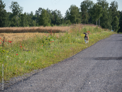 dog running on the road