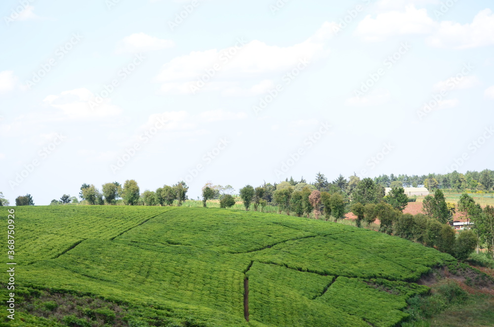 Tea Garden in Kenya