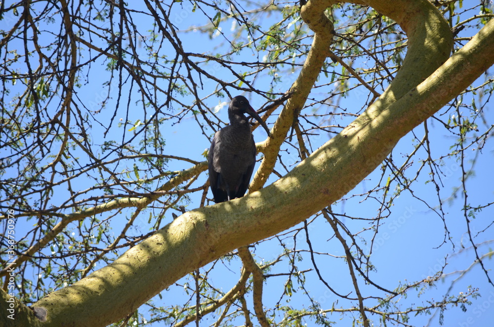 Bird on a tree Bird on a tree