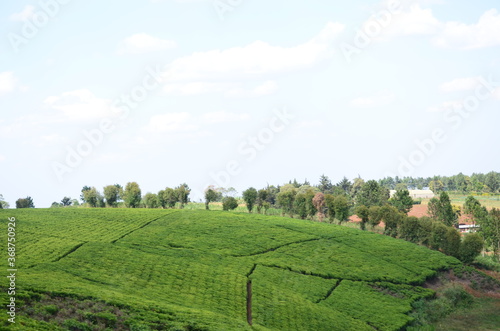 Tea Garden in Kenya