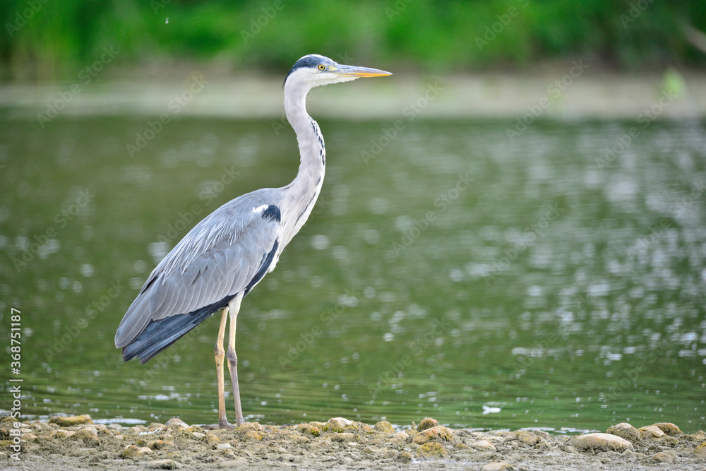 Fototapeta premium Héron gris