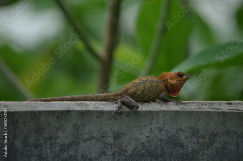 Dragon Lizard - Waiting for its Prey © The Photo-Maniac