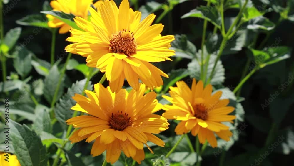 Yellow flowers of Heliopsis in the wind on a summer sunny day. Yellow flowers of Heliopsis in the wind on a summer sunny day.