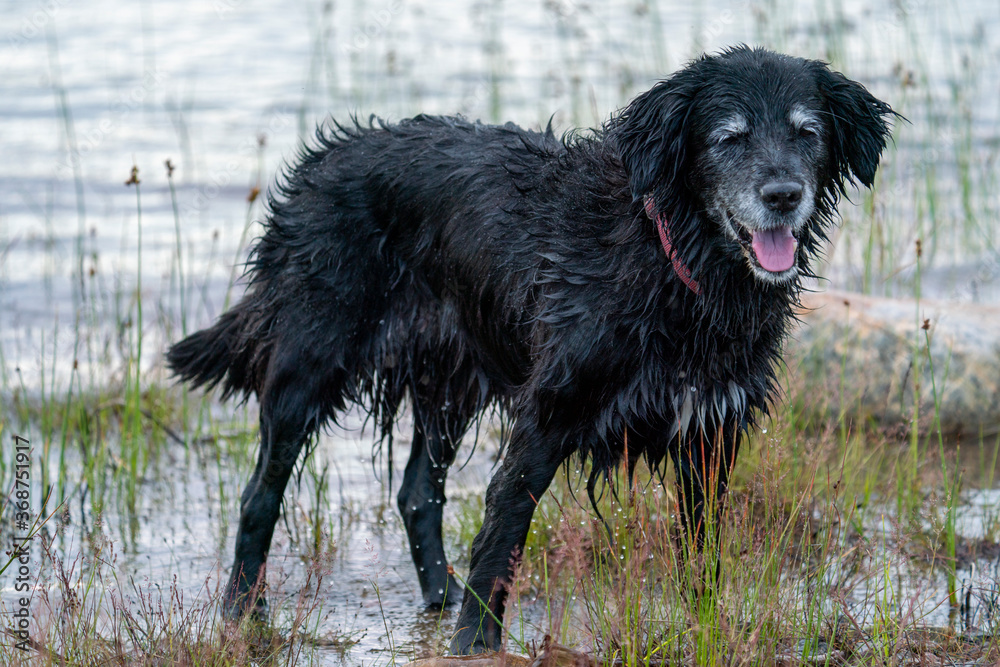 Naklejka premium Happy Smiling Black Dog Fetching Stick in the water by the lake. Portrait of Old Golden Retriver and Border Collie Mix.