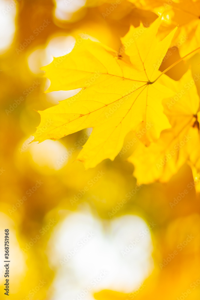 Maple leaves in autumn forest. Tree branch with autumn leaves. Yellowed maple leaves on a blurred background. Autumn nature background with bokeh. Very shallow focus