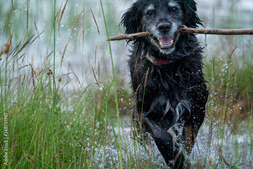 Happy Smiling Black Dog Fetching Stick in the water by the lake. Portrait of Old Golden Retriver and Border Collie Mix. photo