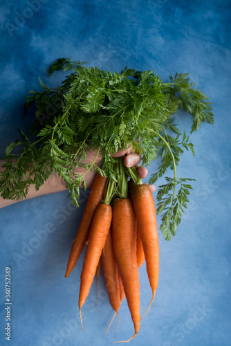 Hand hold fresh carrots on blue background.