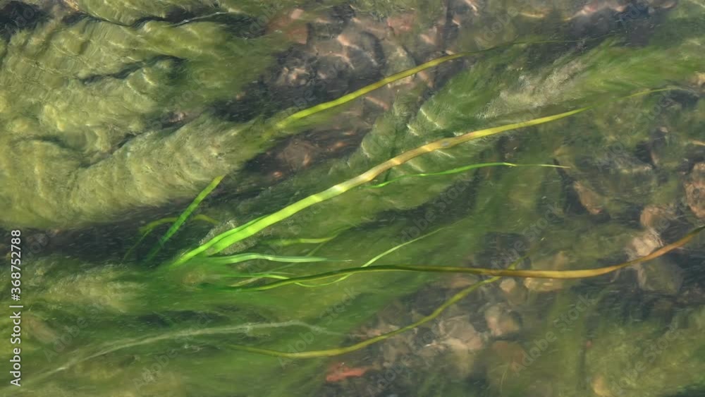 Movement of water flow and algae in the lake Movement of water flow and algae in the lake