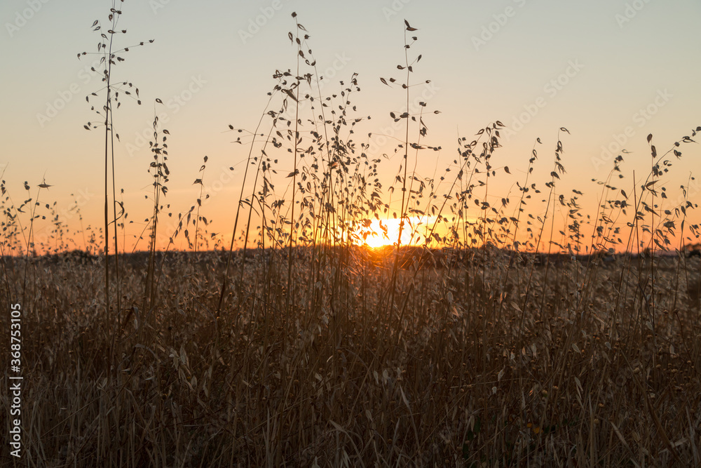 Obraz premium summer sunset at the wheat fields