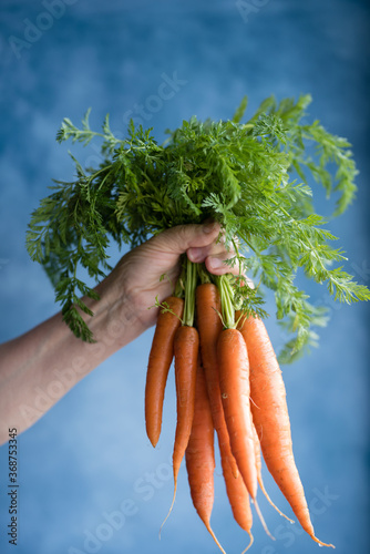 Hand hold fresh carrots on blue background.