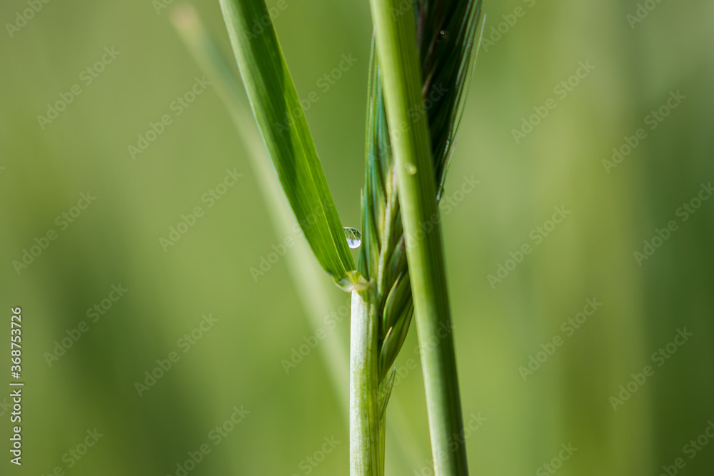 Żyto zwyczajne Secale cereale w kroplach rosy, pole uprawne, zboże po deszczu z kropelkami Żyto zwyczajne Secale cereale w kroplach rosy, pole uprawne, zboże po deszczu z kropelkami