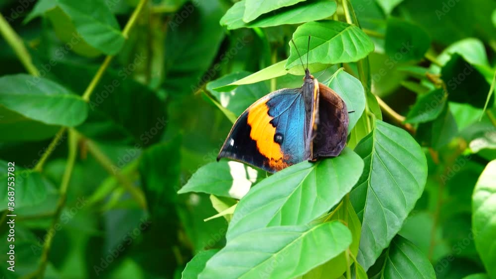 4K Thai beautiful butterfly on meadow flowers nature outdoor 4K Thai beautiful butterfly on meadow flowers nature outdoor