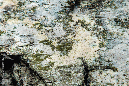 Birch bark background in soft focus at high magnification. A tree with a white trunk with black stripes. A useful product in medicine for the preparation of healing and antipyretic agents. photo