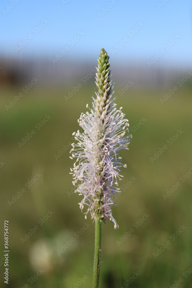Flower Flower