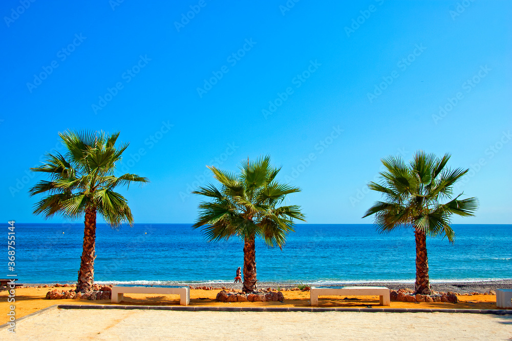 Palm trees on Playa del Penoncillo beach Torrox Costa Axarquia Andalusia Costa del Sol Spain