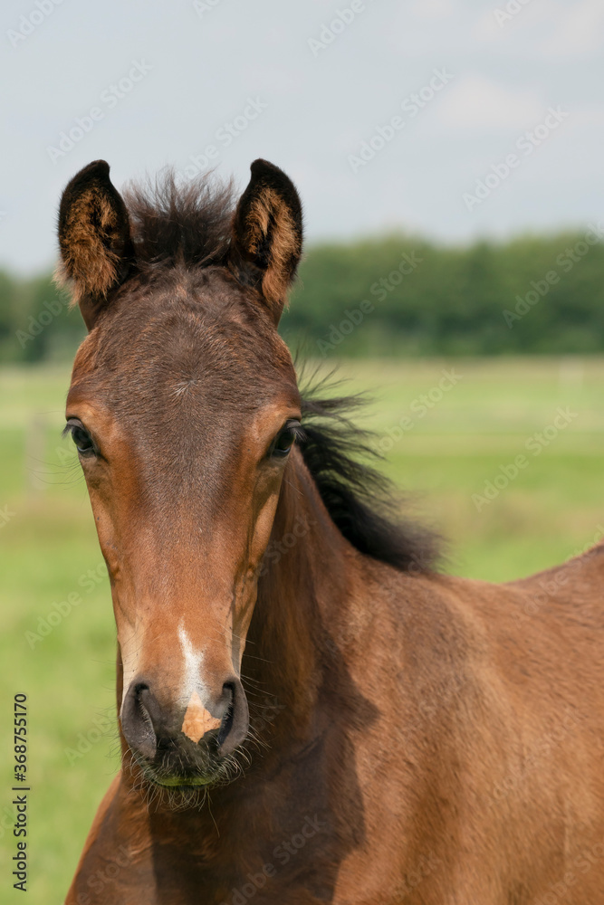 Attentive brown foal with head and mane in close-up Attentive brown foal with head and mane in close-up