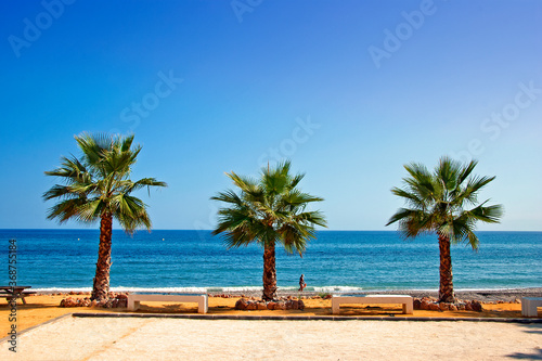 Palm trees on Playa del Penoncillo beach Torrox Costa Axarquia Andalusia Costa del Sol Spain