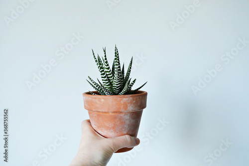 Hand holding haworthia house plant in terracotta pot over white photo