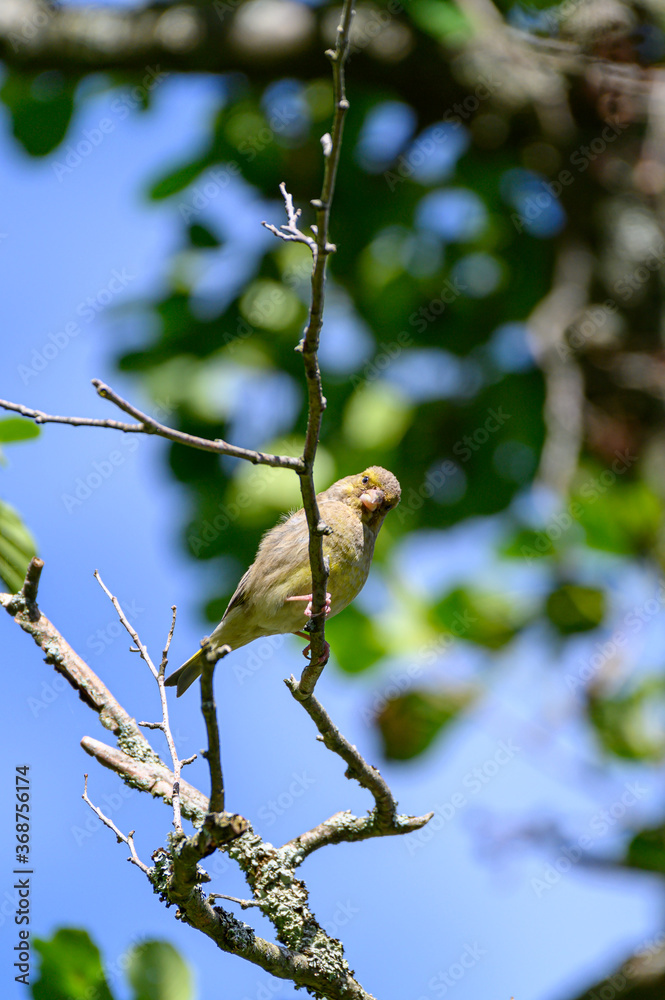 Obraz premium European Greenfinch