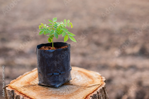 Canvas Print Sprout of tree (rosewood, Siamese rosewood, or tracwood) in black seeding bag put on top of tree stump
