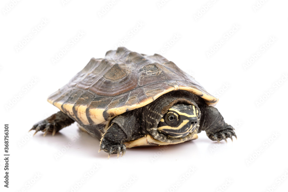 A small turtle. Studio shot isolated on white A small turtle. Studio shot isolated on white