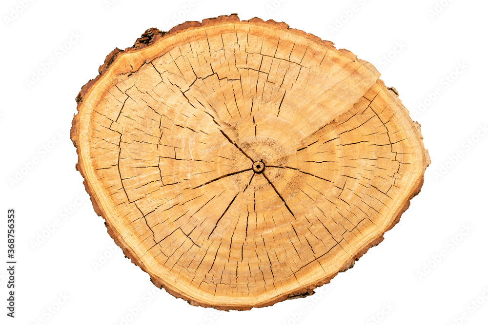 Fototapeta premium Top view of tree stump texture isolated on white