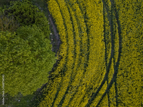 Yellow flowering fields of rapeseed taken from the height of a quadrocopter