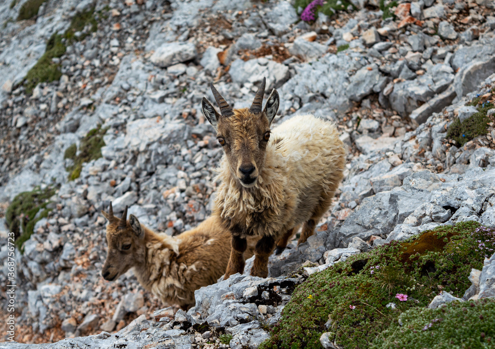 Fototapeta premium Two little beautiful chamois captured in Slovenian mountains