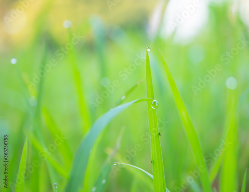 Water droplets with grass in the morning are sunny.