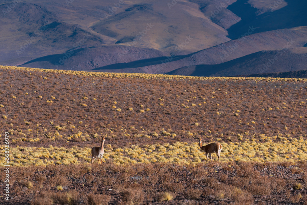 Vicuñas (Vicugna vicugna) in the desert landscape of the Salar de Arizaro, La Puna, Argentina, South America, America