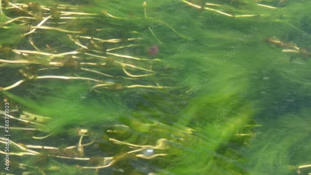 Movement of water flow and algae in the lake Movement of water flow and algae in the lake