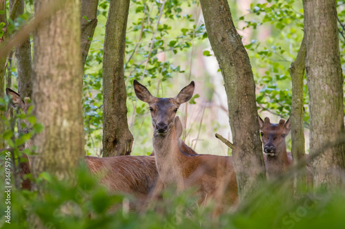 Fototapeta Naklejka Na Ścianę i Meble -  Jeleń szlachetny Cervus elaphus między drzewami obserwuje fotografa, zwierzęta w zaroślach