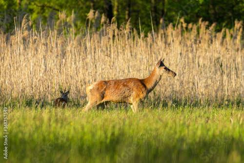 Fototapeta Naklejka Na Ścianę i Meble -  Jeleń szlachetny Cervus elaphus na łące, słoneczna łąka i duże zwierzę parzystokopytne