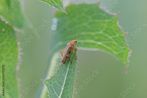 Weichkäfer - Cantharidae photo