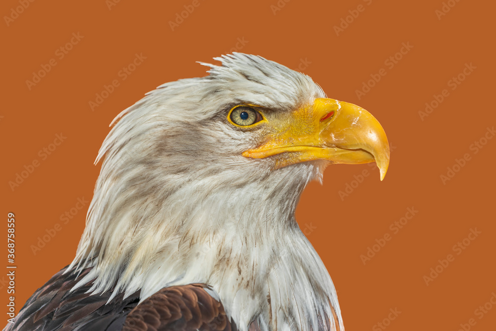 Fototapeta premium Head of a painted bald eagle on a brown light background.