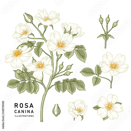 Sketch Floral decorative set. White Dog rose (Rosa canina) flower drawings. Vintage line art isolated on white backgrounds. Hand Drawn Botanical Illustrations. Elements vector.