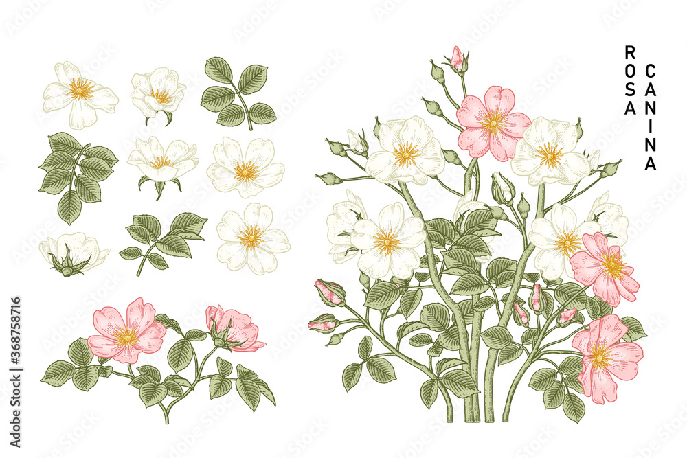 Sketch Floral decorative set. White and Pink Dog rose (Rosa canina) flower drawings. Vintage line art isolated on white backgrounds. Hand Drawn Botanical Illustrations. Elements vector. Sketch Floral decorative set. White and Pink Dog rose (Rosa canina) flower drawings. Vintage line art isolated on white backgrounds. Hand Drawn Botanical Illustrations. Elements vector.