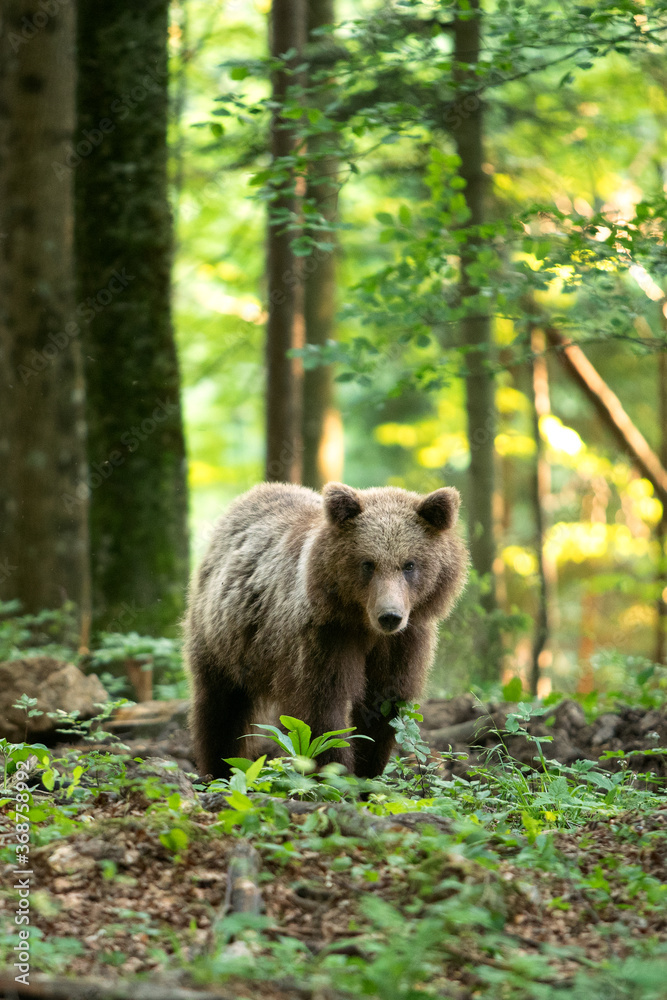 Brown bear looking for food. Bear alone in the forest. European wild nature. Brown bear looking for food. Bear alone in the forest. European wild nature.