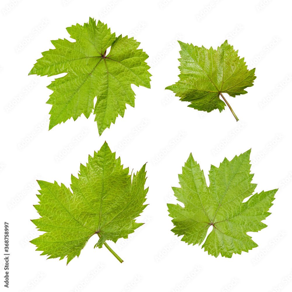 Four fresh green vine leafs Four fresh green vine leafs
