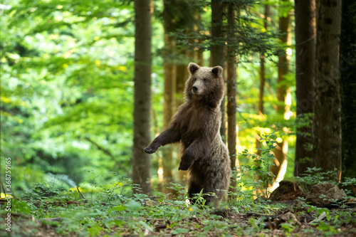 Brown bear looking for food. Bear alone in the forest. European wild nature.