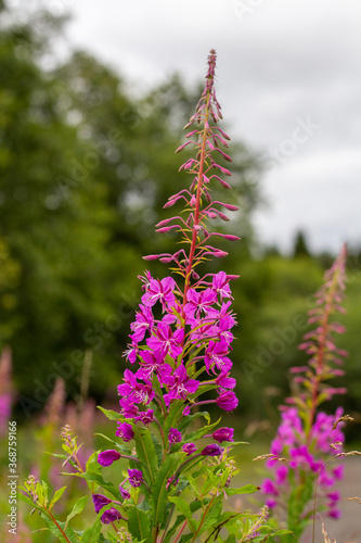 Bright pink flowers