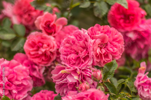 Bunch of pink garden roses on blurry green background. Roses for Valentine Day Birthday Anniversary. Fresh flowers background.Beautiful blooming rose close up.Spring flower selective soft focus