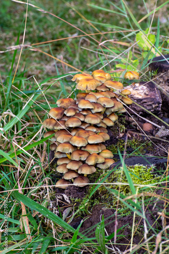 Woodland wild mushrooms