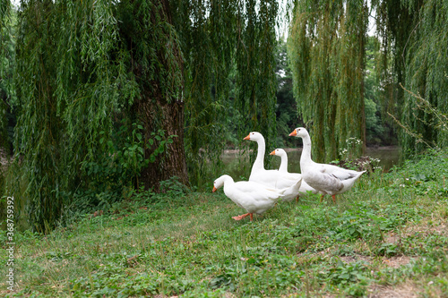 white domestic geese graze in the meadow on a summer day. Organic farming. soft focus.