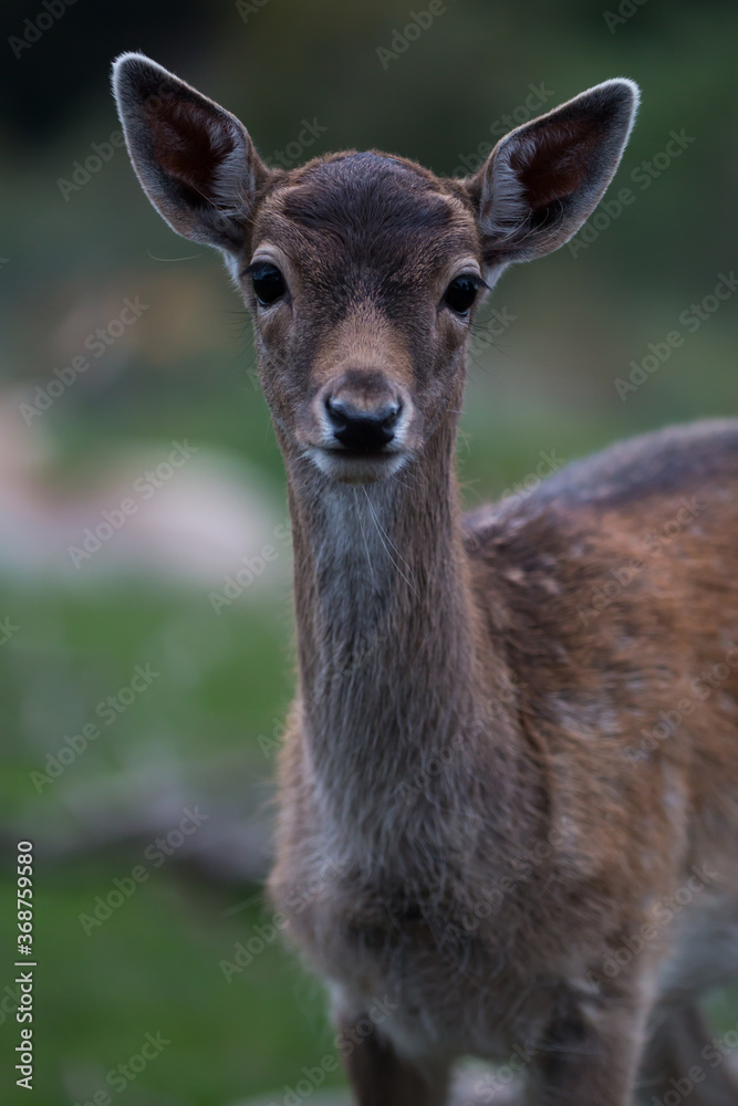 Portrait of a fallow deer (Dama dama) fawn